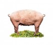 Real Manipulated Pig Kunstwerk Real Manipulated Pig