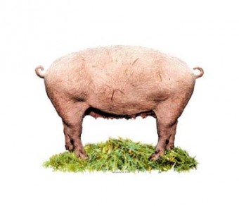 Real Manipulated Pig Real Manipulated Pig