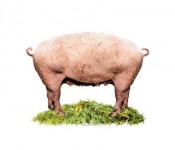 Real Manipulated Pig Real Manipulated Pig