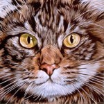 Kat Kat