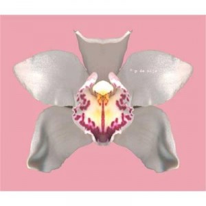 orchid pink orchid pink