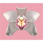 orchid pink orchid pink