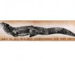 Krokodil Kunstwerk Krokodil