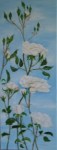 Bloemen: Witte klimroos Bloemen: Witte klimroos