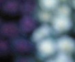 Vegetables two Kunstwerk Vegetables two