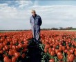 Tulpen Kunstwerk Tulpen