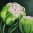 bloemstilleven: Tulpen in knop