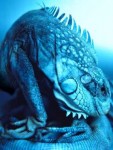 Leguator Leguator