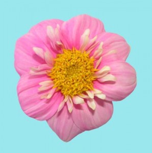 Smashing Pink Smashing Pink