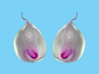 duo calla duo calla