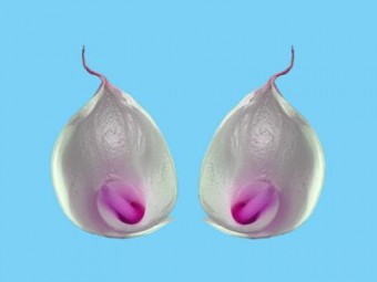 duo calla duo calla