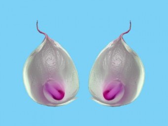 duo calla