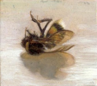 Bombus terrestris