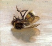 Bombus terrestris