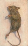 Mus musculus domesticus Mus musculus domesticus