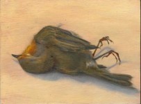 Erithacus rubecula Erithacus rubecula