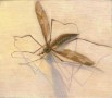 Tipula maxima Kunstwerk Tipula maxima