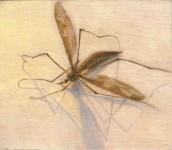 Tipula maxima Tipula maxima