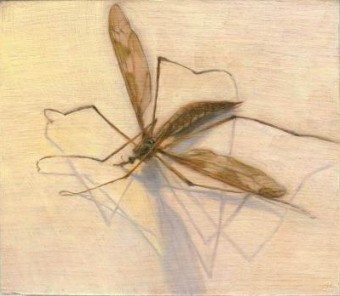 Tipula maxima Tipula maxima
