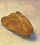 Mythima albipuncta Kunstwerk Mythima albipuncta