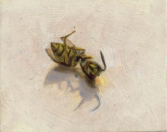 Vespula vulgaris