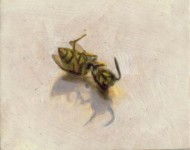 Vespula vulgaris