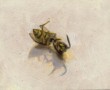 Vespula vulgaris Kunstwerk Vespula vulgaris