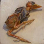 Sturnus vulgaris Sturnus vulgaris