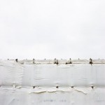 white white