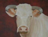 charolais charolais