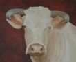 charolais Kunstwerk charolais
