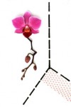 orchidee in de kamer