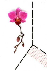 orchidee in de kamer orchidee in de kamer
