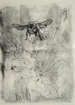 Hommel 2 Hommel 2