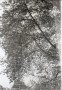 Stenen Boom Kunstwerk Stenen Boom