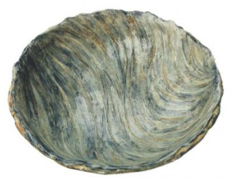Zee-schaal Zee-schaal