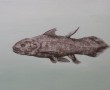 coelacanth Kunstwerk coelacanth