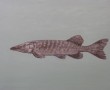 Snoek Kunstwerk Snoek