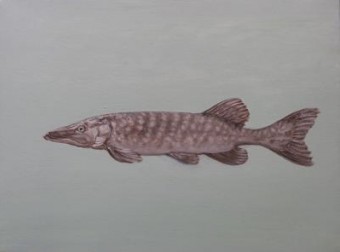 Snoek Snoek