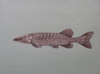 Snoek Snoek