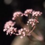 bloem63 Kunstwerk bloem63