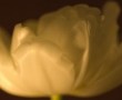 bloem 100 Kunstwerk bloem 100
