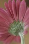 bloem 102 Kunstwerk bloem 102
