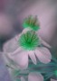 bloem 0020 Kunstwerk bloem 0020