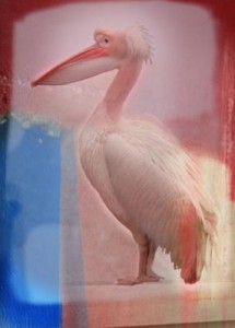Pelikaan Pelikaan