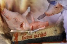 varkensvlucht varkensvlucht