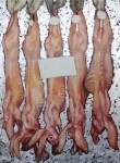 Rabbits Rabbits
