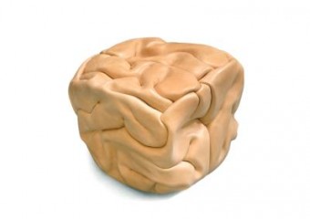 The brain The brain