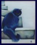 Blauwe kat Kunstwerk Blauwe kat