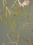 riet riet